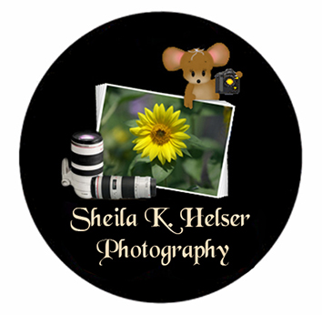 photography, photos, slideshows